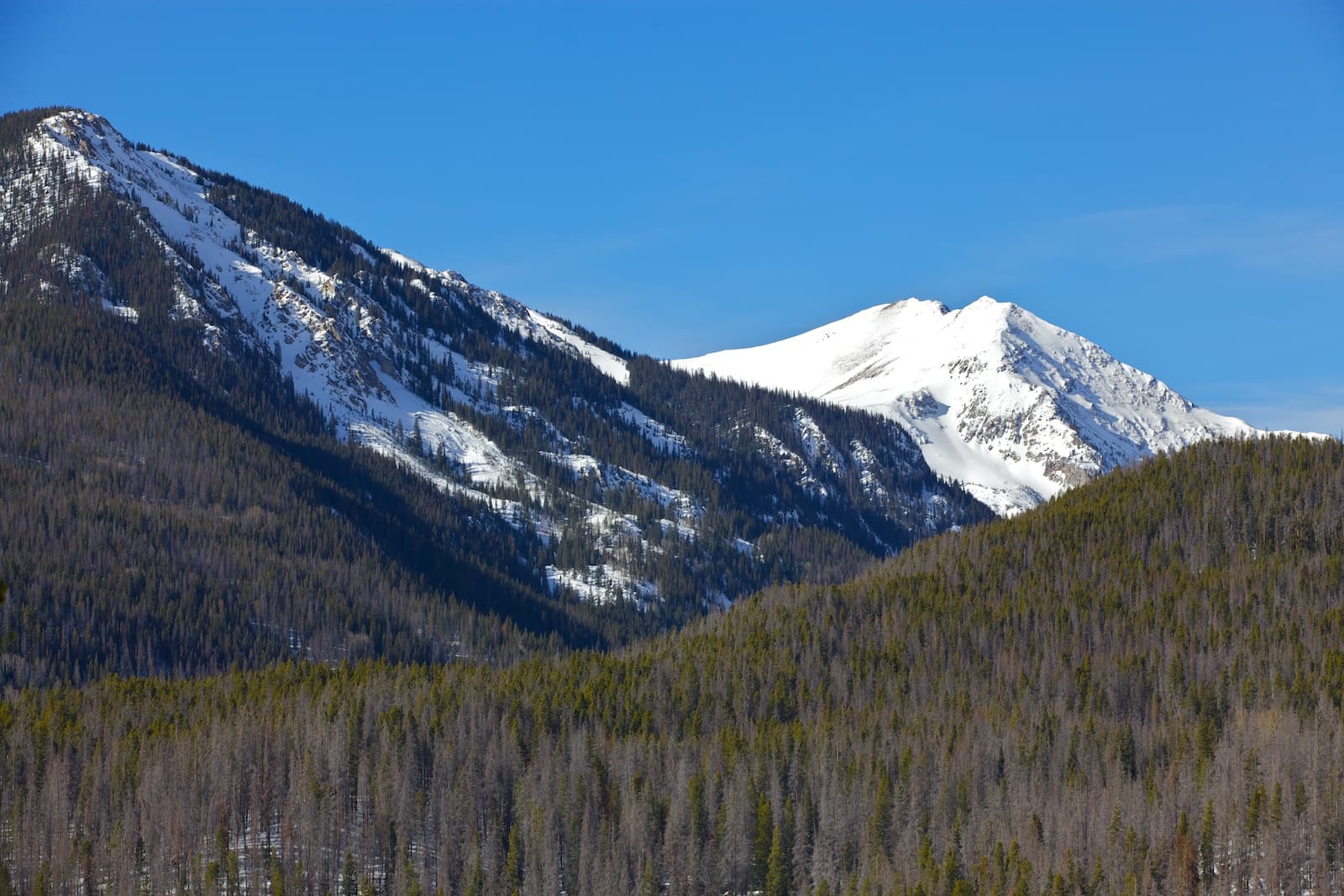 Extensive pine die-off caused by mountain pine beetle