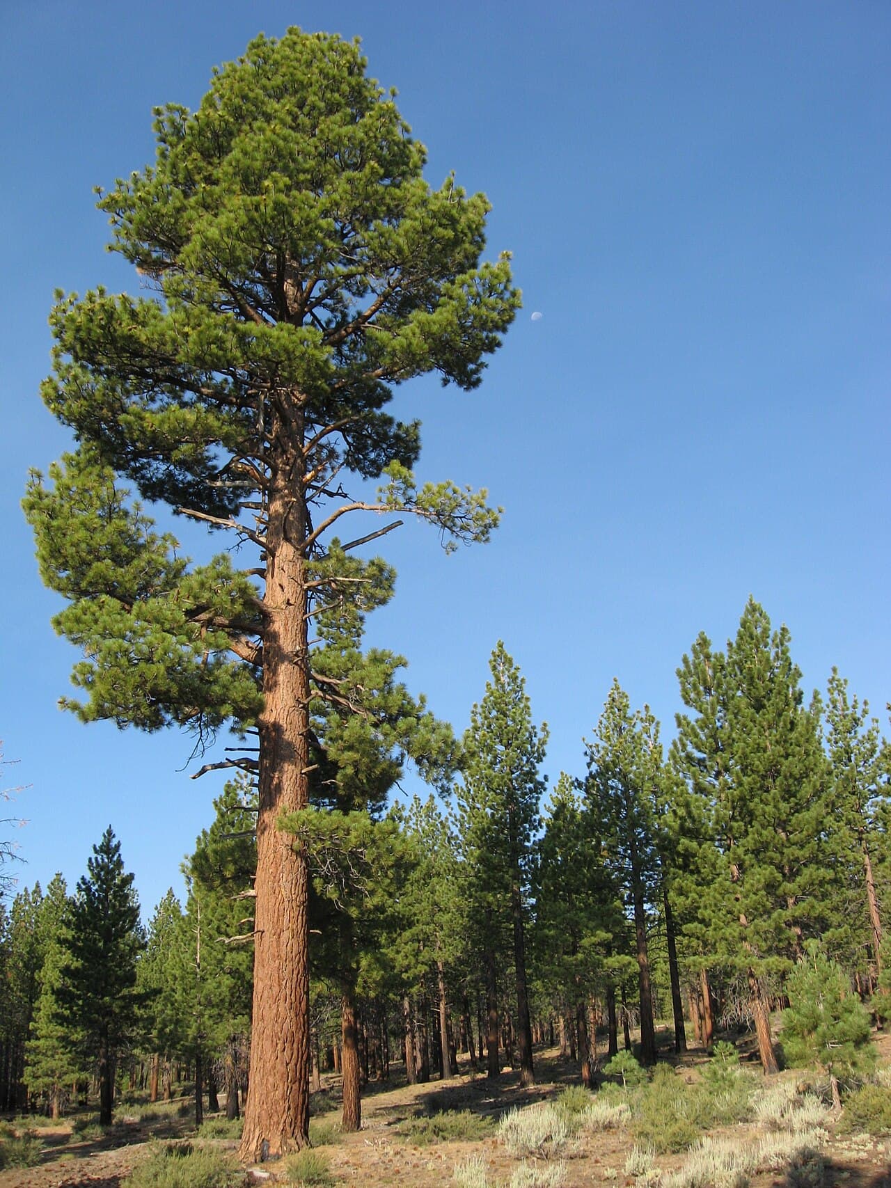 Native Pines, Drought & the Bark Beetle