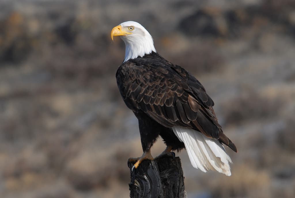 A bald eagle