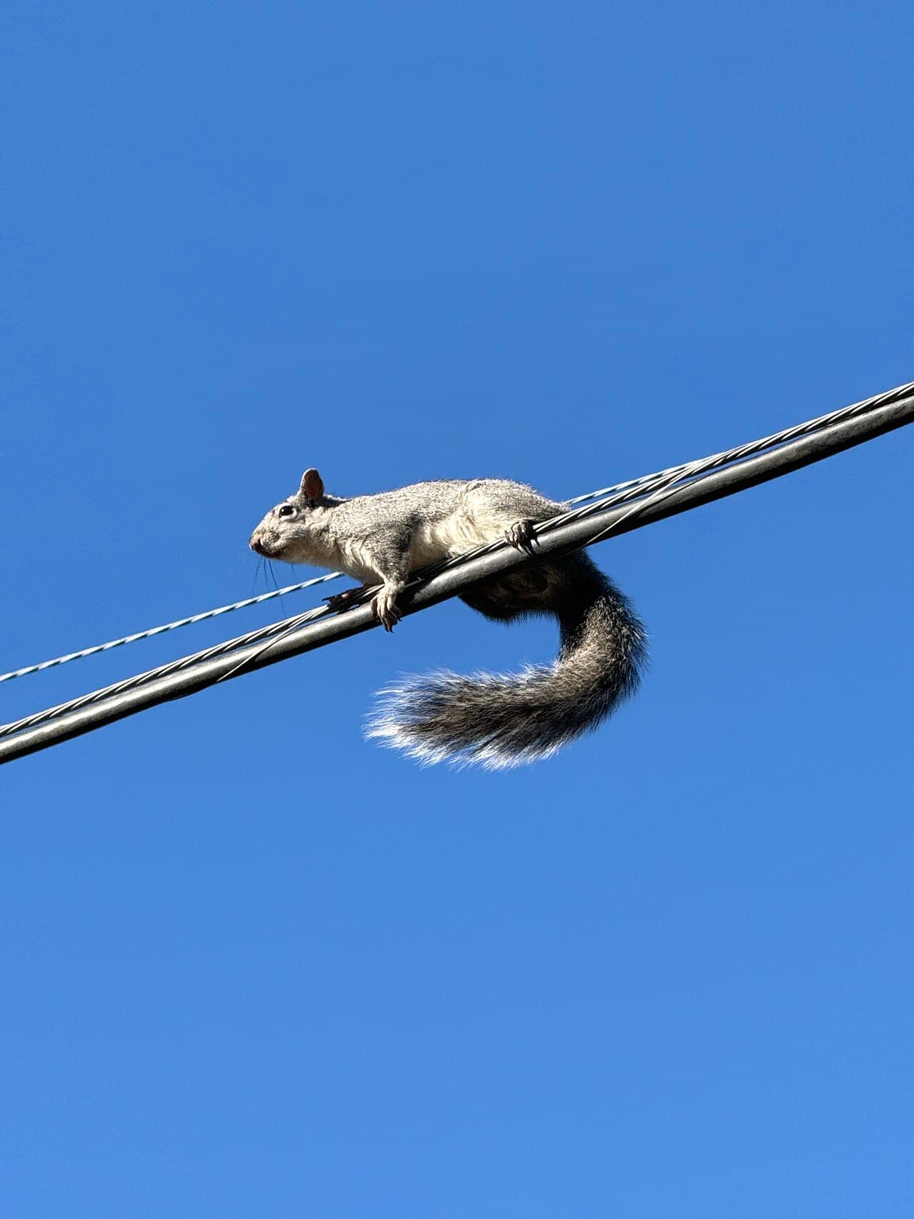 A Western gray squirrel with a long bushy tail