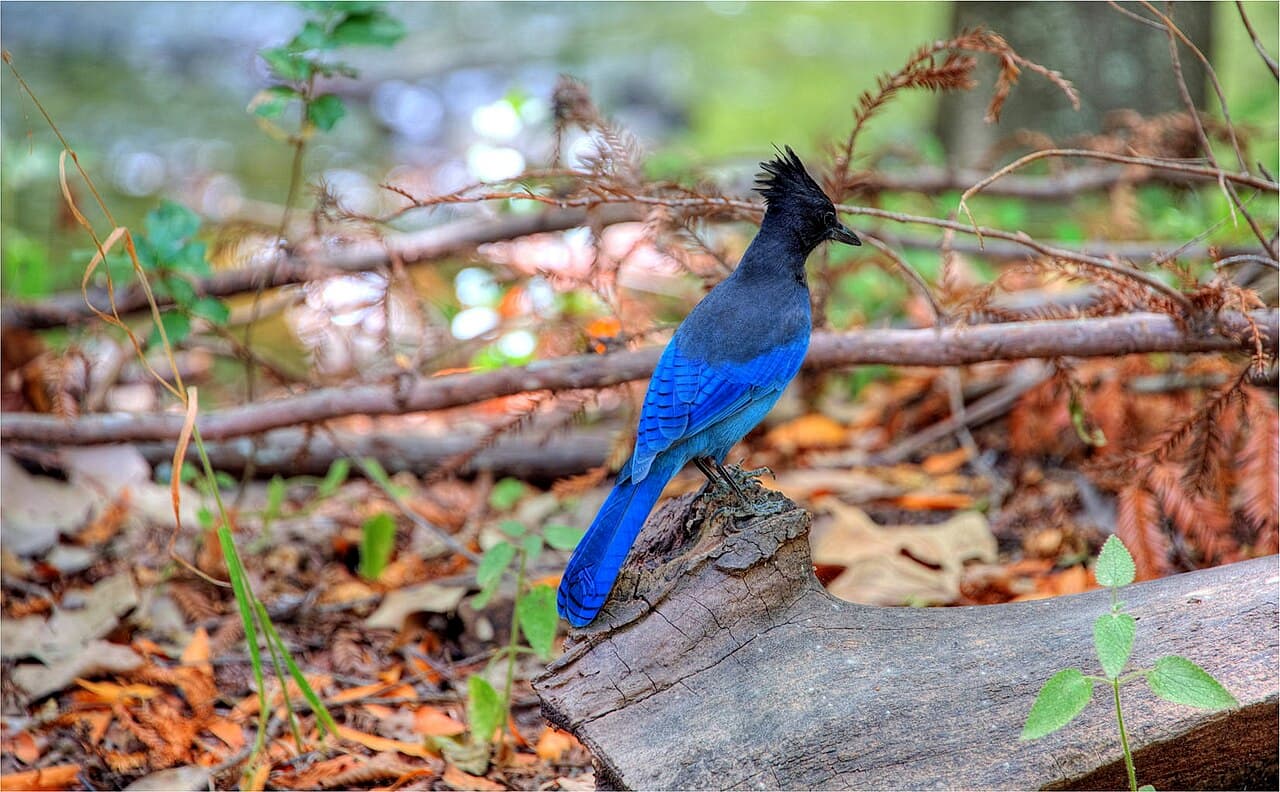 The Lake's Wildlife