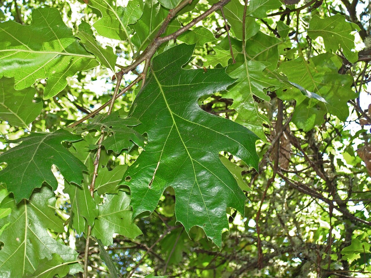 The Black Oak & the Acorn Larder