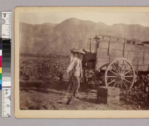 Mission grapevines