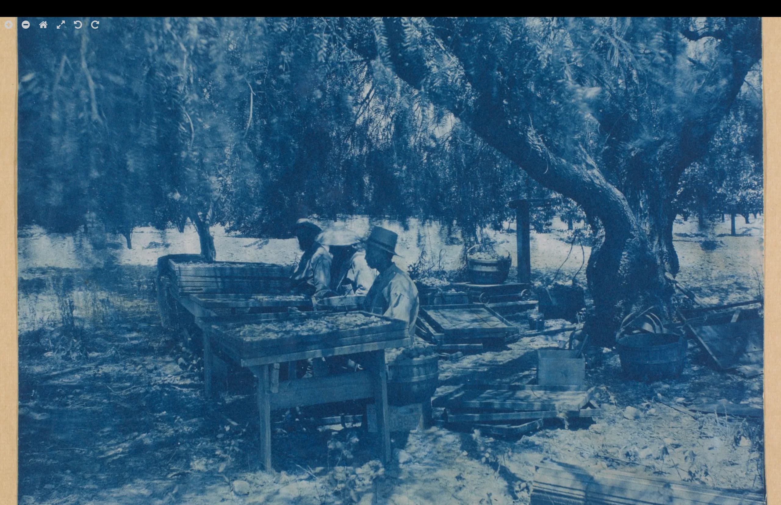 Apricot and Prune trees