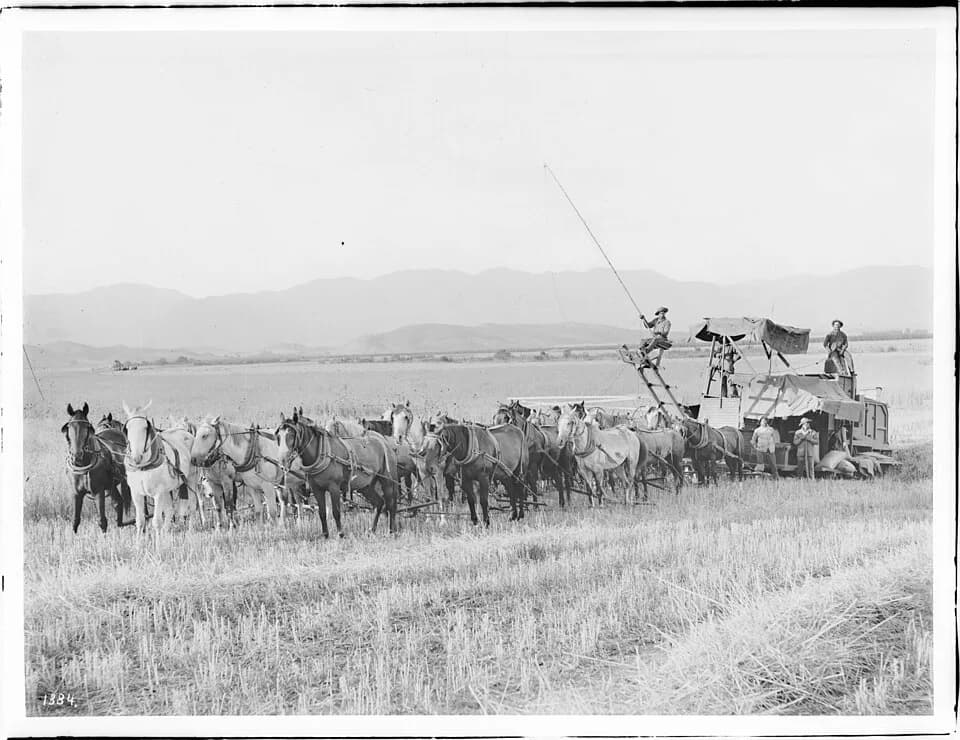 Grain Fields of the Allen Sphinx Ranch
